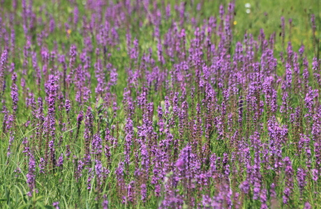 Gewöhnliche Blutweiderich (Lythrum salicaria) - © Emanuel Trummer